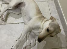 mix breed small size , less than 10kg mix breed small size , less than 10kg