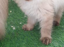 For sale high-level cats, pure Persian and Himalayan For sale high-level cats, pure Persian and Himalayan