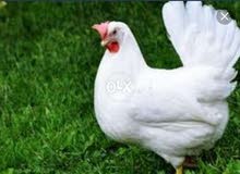 دجاج ابيض بياض مبلد دجاجة 60الف