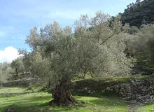 2دونم للبيع في كفرراعي (جنين)