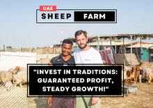 Sheep farm in Abu-Dhabi is looking for an investor, ROI +7,000 AMD/month