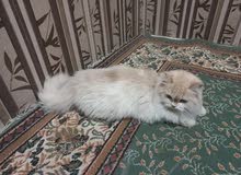 whit cat whit cat