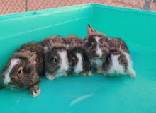 قزم ليون فيس هجين hybrid dwarf with lionface قزم ليون فيس هجين hybrid dwarf with lionface