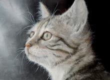 chat tigre chat tigre