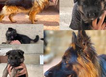 German Shepherd German Shepherd