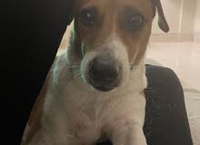 Jack Russell For Adoption