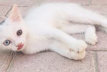 للتبني قط ذكر شيرازي for adoption male Persian cat للتبني قط ذكر شيرازي for adoption male Persian cat