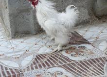 ديج للبيع ديج للبيع