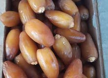 تمور ليبية تمور ليبية