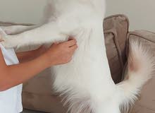 Japanese spitz female Japanese spitz female