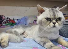 male Persian chinchilla half picky face male Persian chinchilla half picky face