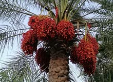 خصاب للطني حال بوش والأغنام خصاب للطني حال بوش والأغنام