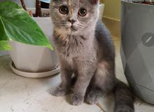 Female British cat Female British cat