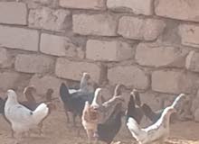 دجاج عربي مخلط ربي يبارك