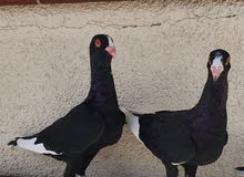 Syrian black pair Syrian black pair