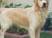 Golden Retriever male stud for mating only Golden Retriever male stud for mating only