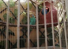 طيور الحب طيور الحب