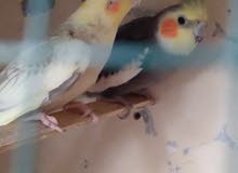 2 cocktail pairs,2 finches pairs,cocktail male,jumbo Holland finch pair for sale 2 cocktail pairs,2 finches pairs,cocktail male,jumbo Holland finch pair for sale