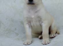 Labardo pupies Labardo pupies