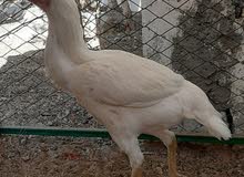 pakistani aseel chickens for sale