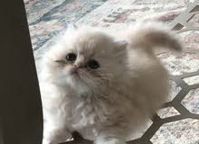 قط شيرازي صغير PURE قط شيرازي صغير PURE