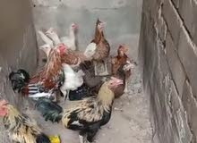 دجاج عربي دجاج عربي