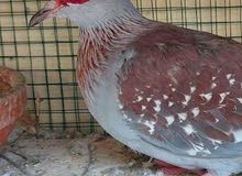 speckled pigeon good and healthy male speckled pigeon good and healthy male