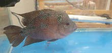 Flowerhorn female Flowerhorn female