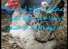 مطلوب دجاج ابو ركيبا أو افراخ إذا افراخ محتاج 20 أو اقل مطلوب دجاج ابو ركيبا أو افراخ إذا افراخ محتاج 20 أو اقل