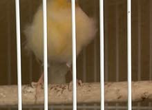 Tamed Canary, African Love Birds and Budgies for Sale