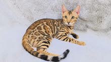 pure bengal boy pure bengal boy