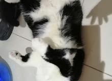 scotch fold cats female and male 6month scotch fold cats female and male 6month