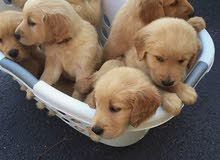 Male and female golden Retriever pups available for adoption