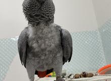 African gray with cage for sale African gray with cage for sale