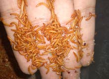 MINI MEALWORMS ( LIVE ) MINI MEALWORMS ( LIVE )