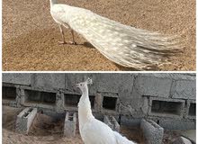 للبيع طاووس ابيض زوج للبيع طاووس ابيض زوج