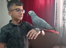 كاسكو متكلم بطلاقه بحكي مواجها