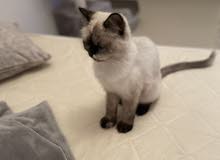 female Himalaya cat 1 year old with a passport female Himalaya cat 1 year old with a passport