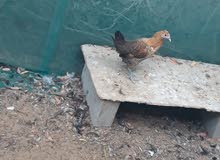 chickens quails and chicks