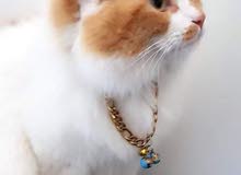 Persian tabby Persian tabby