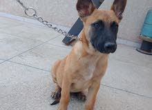 malinois a vendre malinois a vendre