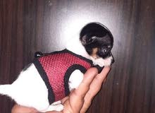 chiot chihuahua chiot chihuahua