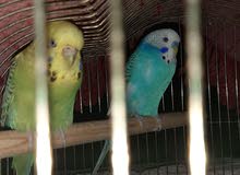 lovebirds paired lovebirds paired