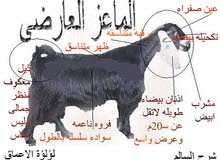 مطلوب ماعز عارضي الكمية مفتوحه مطلوب ماعز عارضي الكمية مفتوحه