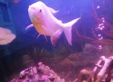 pacu fish pacu fish