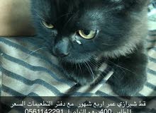 قط شيرازي ذكر قط شيرازي ذكر