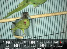 جوز دره جوز دره
