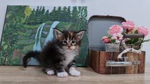 10000dhs fixed pure maine coon with pedigree 10000dhs fixed pure maine coon with pedigree