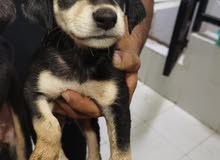Dogs for sale
Age between 30 to 35 days
Required pill 800
Ajman place
To contact Dogs for sale
Age between 30 to 35 days
Required pill 800
Ajman place
To contact