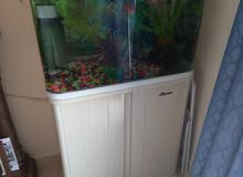 fish tank with two fish fish tank with two fish